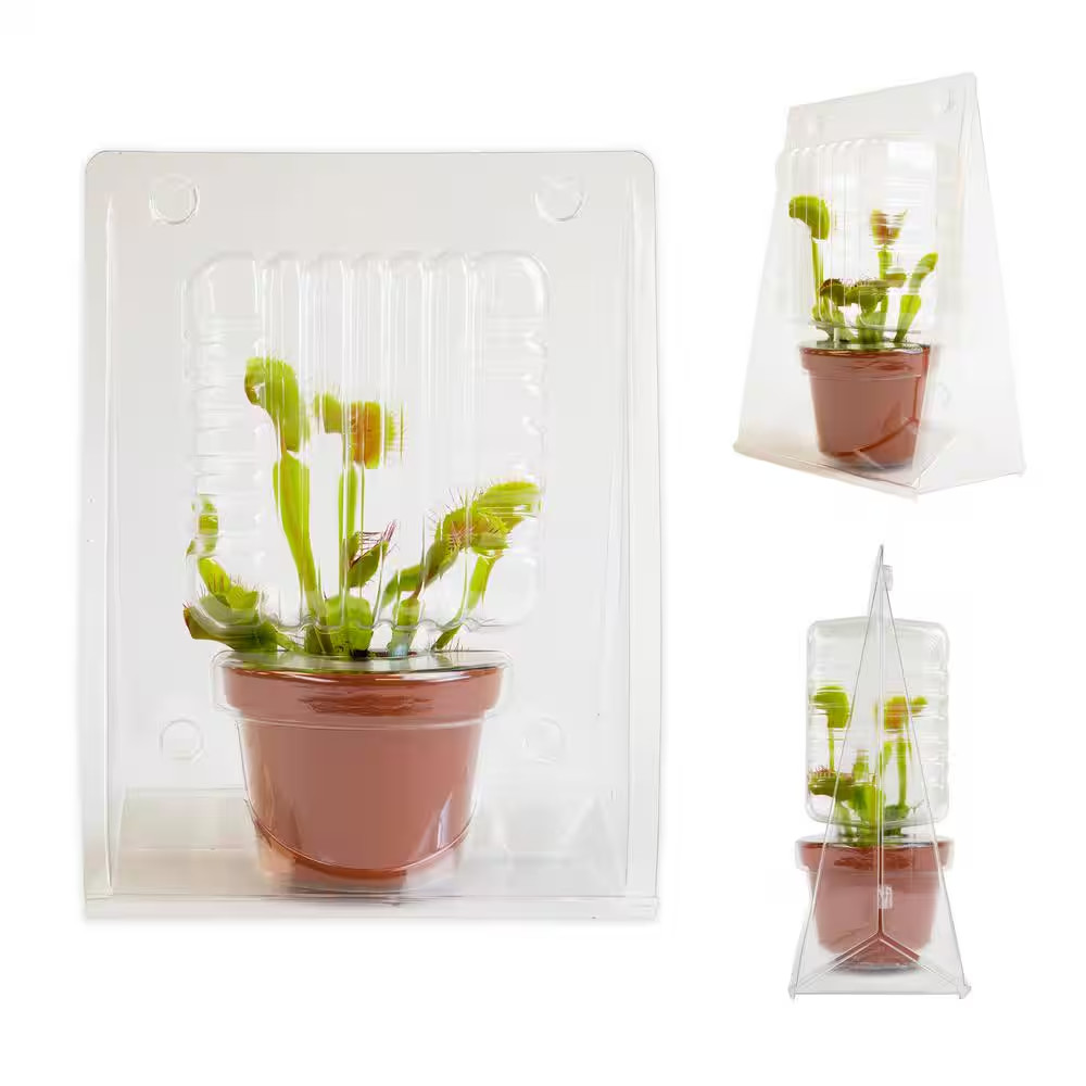 3 In. Venus Fly Trap