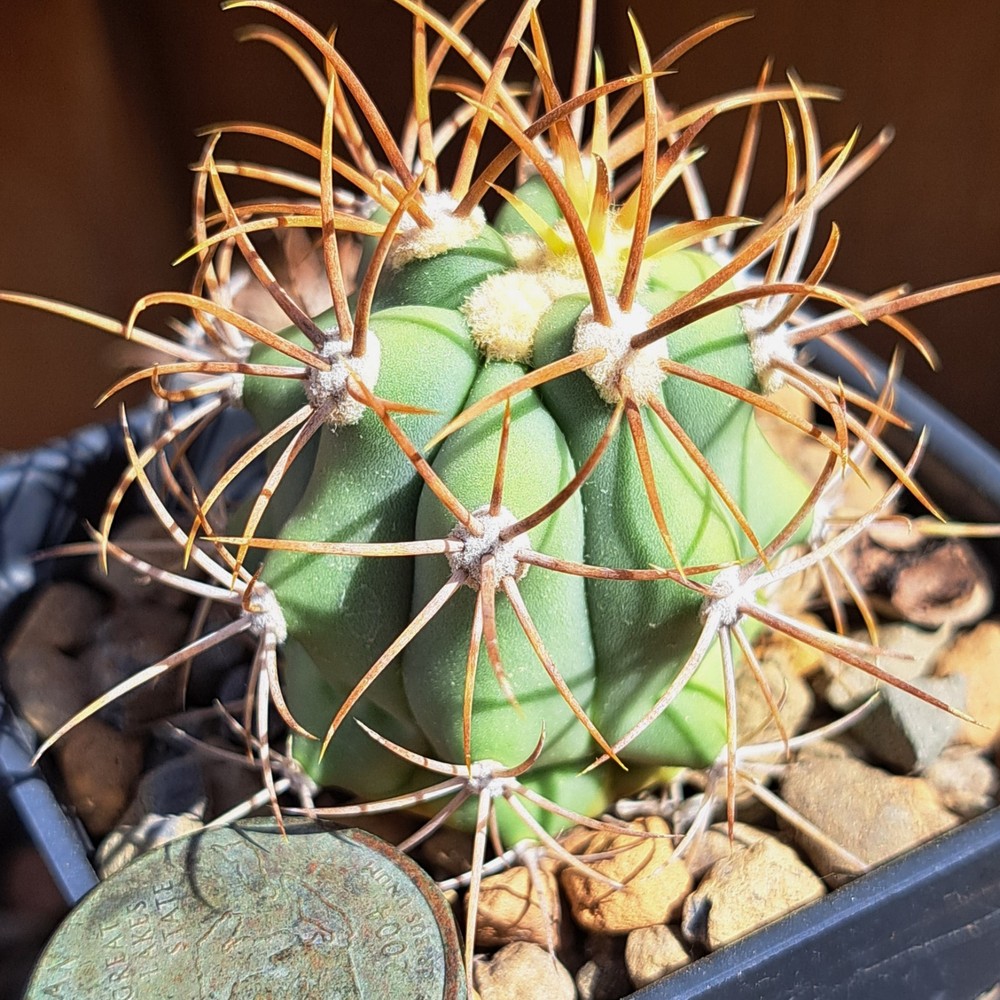 Ferocactus Diguetii BARE ROOT