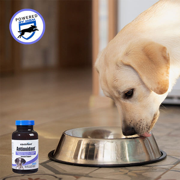 Comfort Antioxidant Immune Support for Dogs