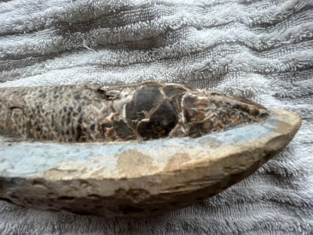 fossil fish very nice details 