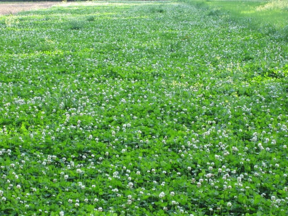 Durana White Clover Seed - 50 Lbs.