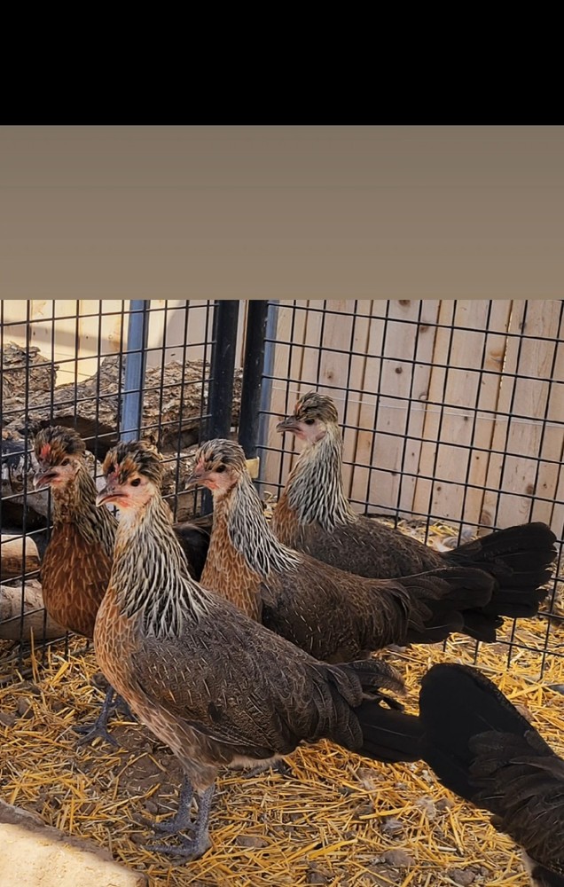 12 Pure Flarry Eye Hatching Eggs NPIP CERTIFIED