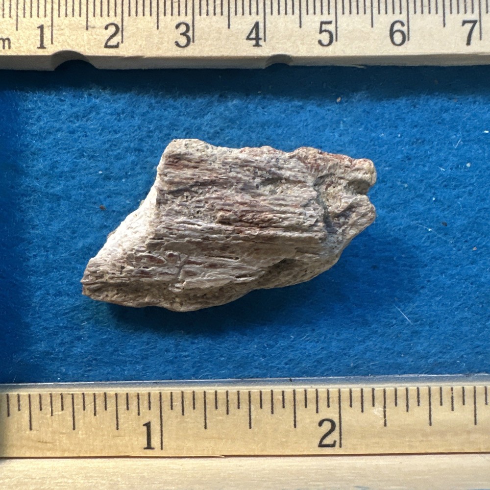 Spinosaurus Extinct Dinosaur Bone Fossil in Display Case