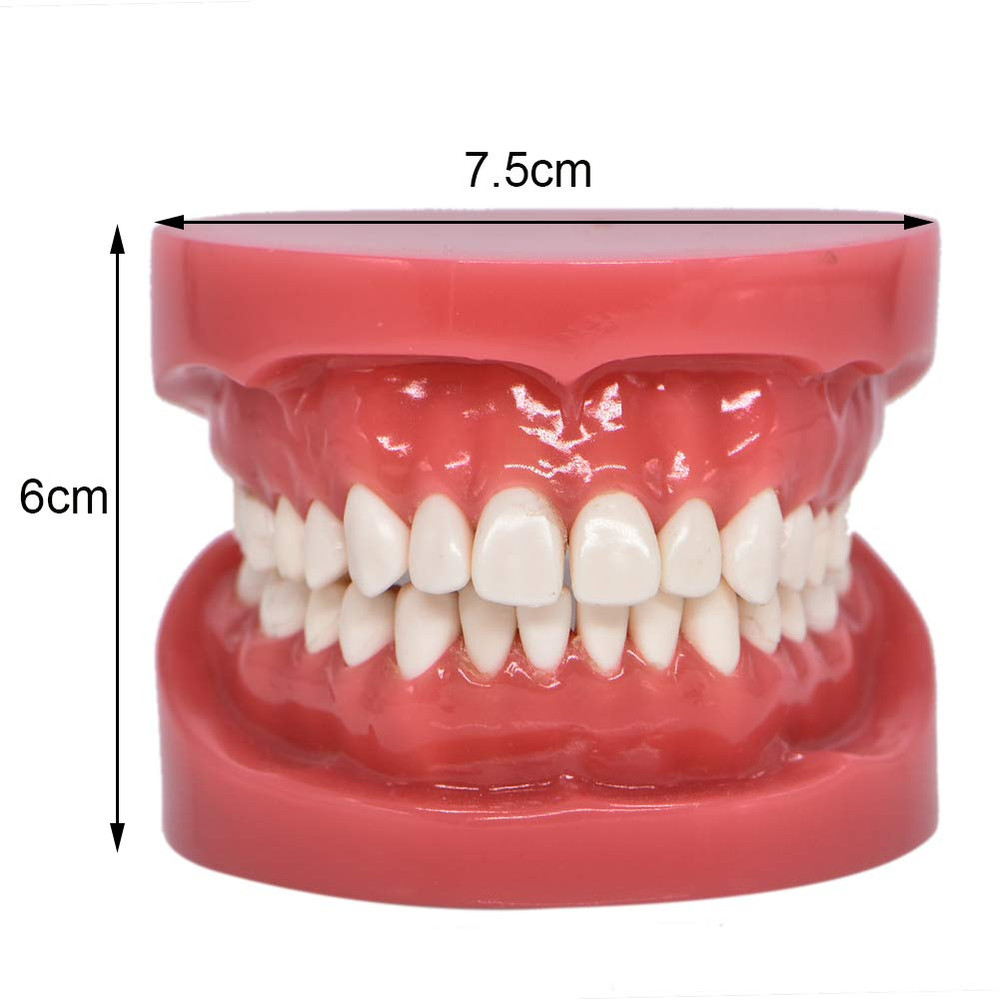 1 Piece Dental Typodont Standard Teeth Model for Teaching Practice Demonstration