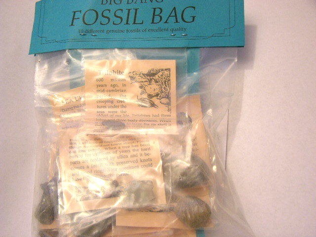 Fossil kit educational w/10 different fossils info & geological time card plus