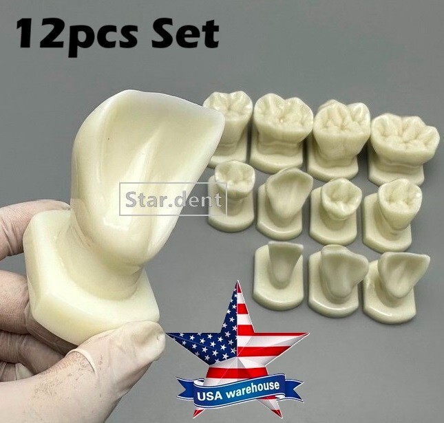 Dentist Teeth Form anotomical Models Dental Students Tooth Structure Comparison