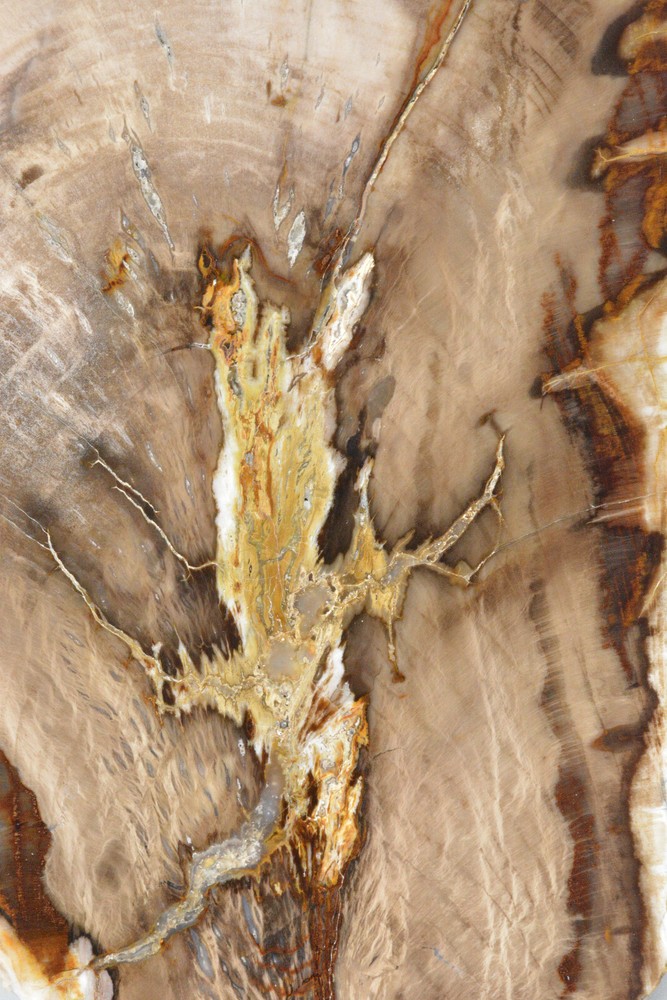 Petrified Wood Round Saddle Mountain Washington