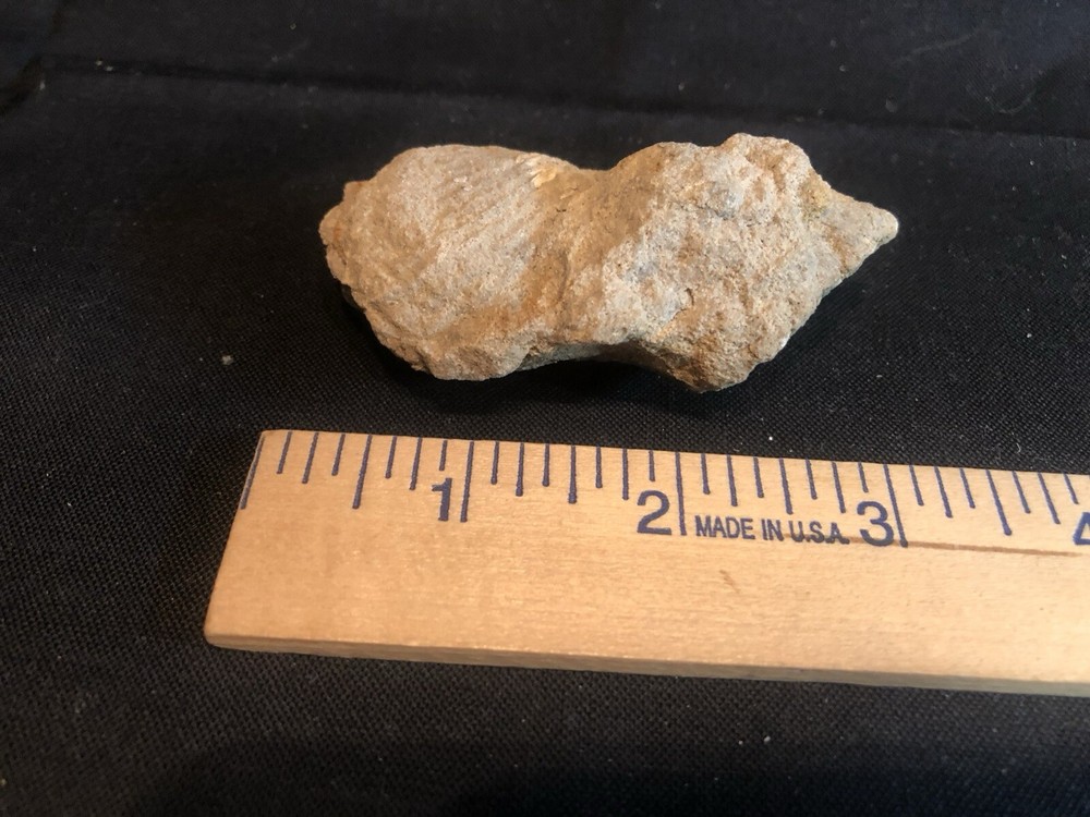 Fossils From West Virginia Mountain