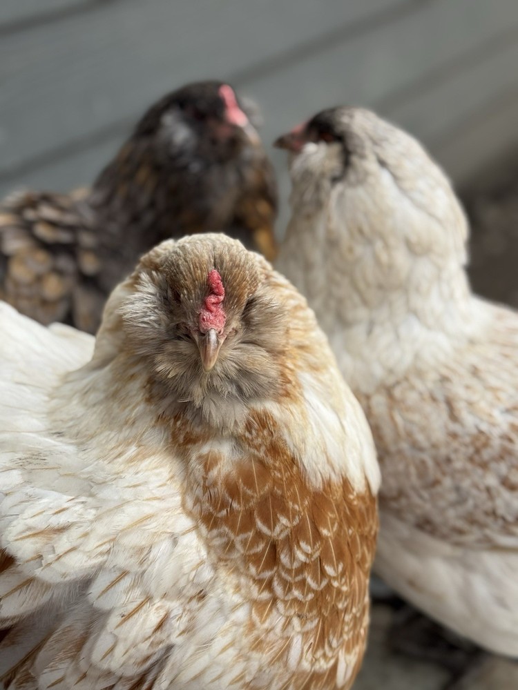 6+ Organically Raised Fertile Easter Egger Chicken Hatching Eggs