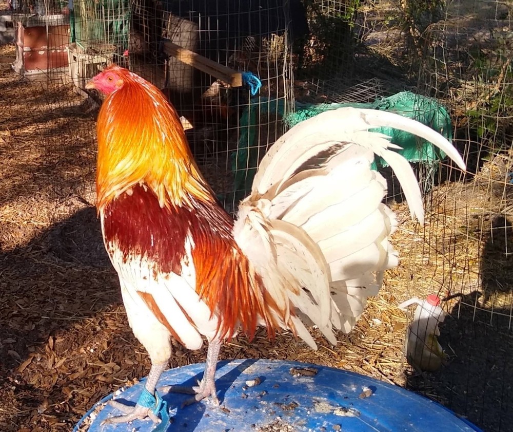 6+ Quality Landrace Chicken Hatching Eggs
