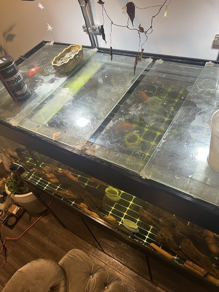180G Fish Tank Setup with Overflow System