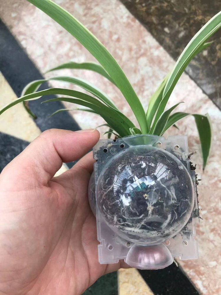 100pcs Visible Plant Root Grow Layer Pod Balls High Pressure Propagation Boxes