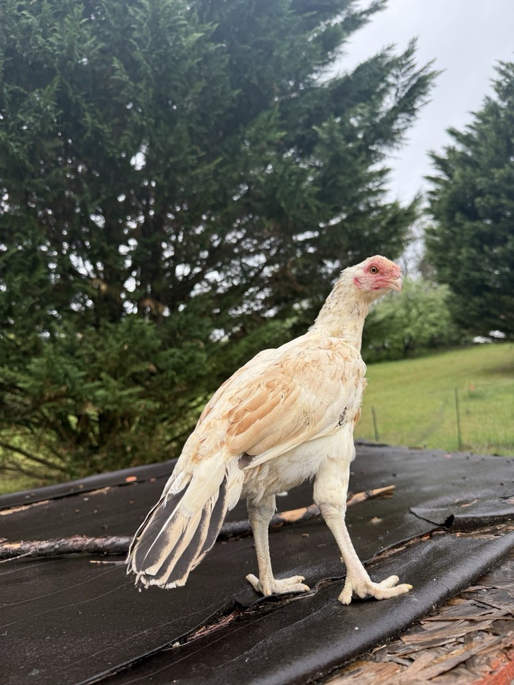 Pakistani Chicken Pullet Hatching Eggs