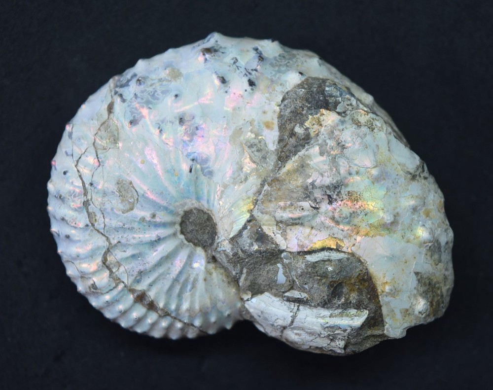 Fossilized Rainbow Ammonite Fossil Likely Douvilleiceras