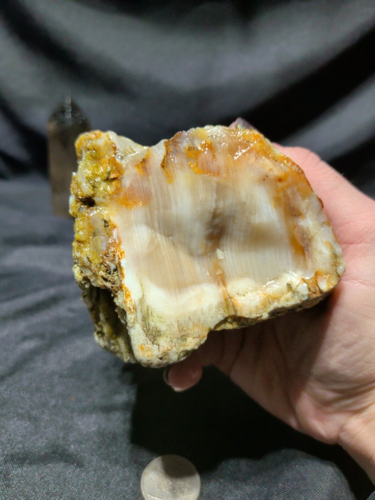 Petrified Wood w/ Opalization Specimen Natural Form (12.1oz)