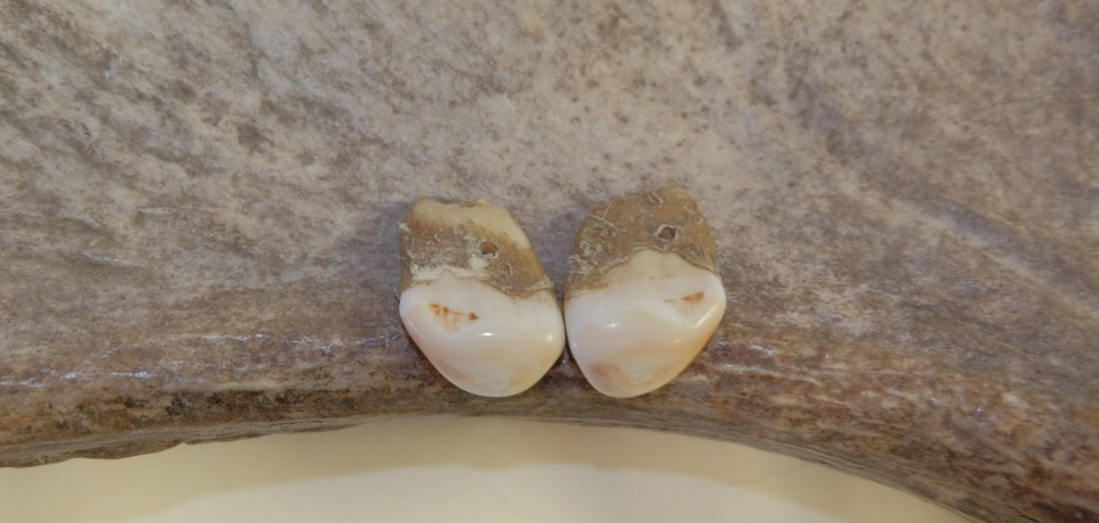 Elk Ivory