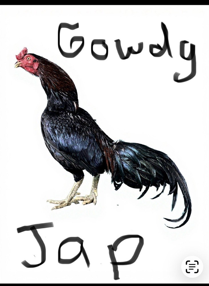 12+ Chicken Hatching Eggs