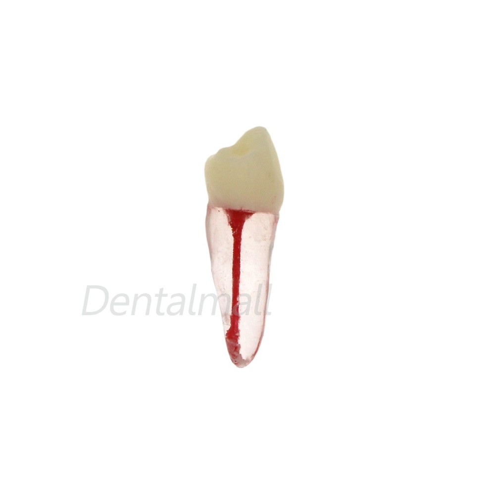 10 Pcs Dental Root Canal Practice Model Teeth for Pulp Study RCT Endo File