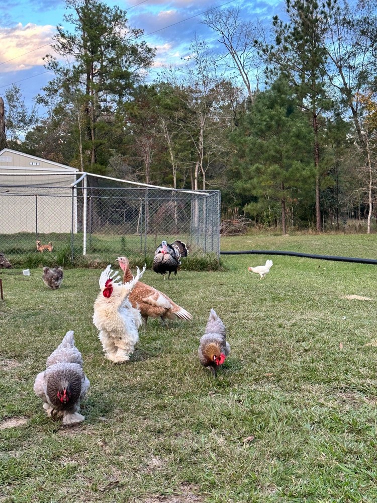 Frizzle BYM Hatching Eggs x12++