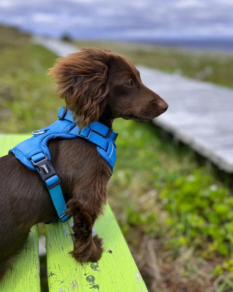 NWT Django Tahoe No Pull Dog Harness - Alpine Blue