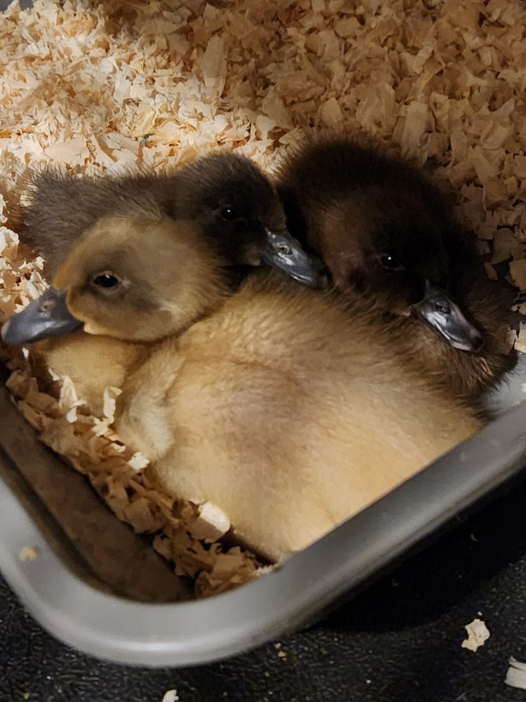 12 Indian Runner Duck Hatching Eggs (+ 2 Extra FREE)
