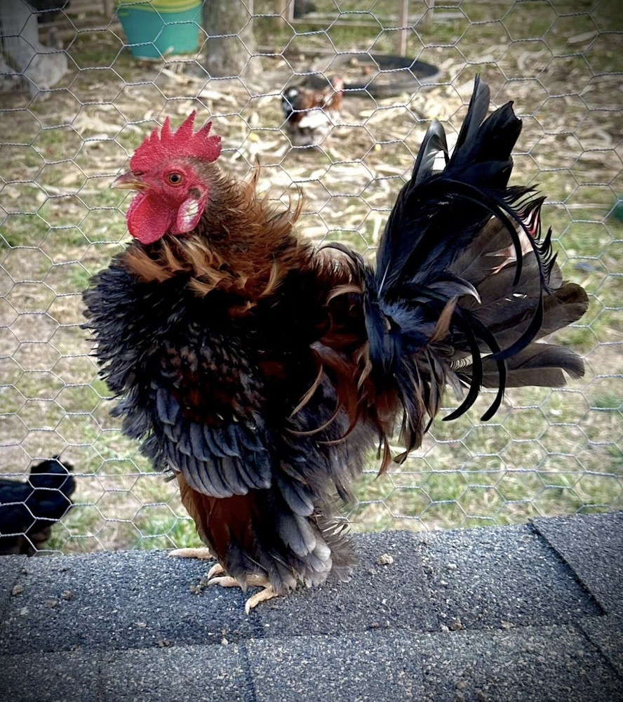 Serama Chicken Hatching Eggs 6+
