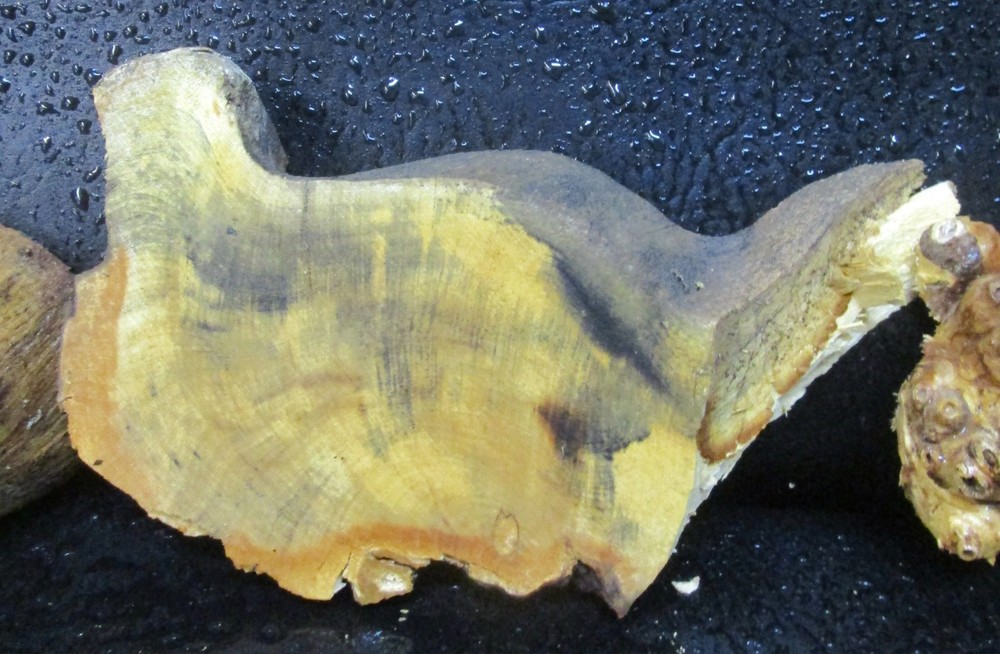 3pc Buckeye Burl slabs/cut offs #D558 assorted sizes