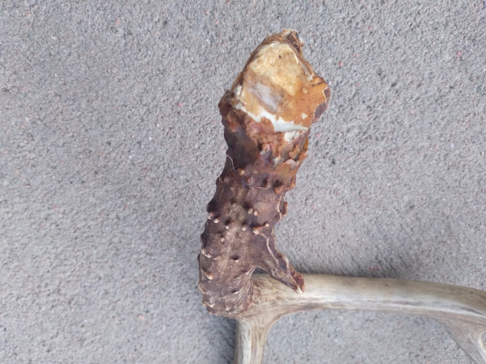 Deer Antler Shed 4 Point