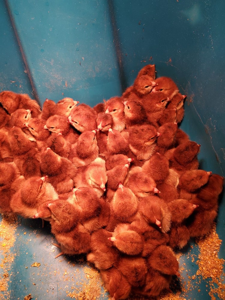 12 Exhibition Rhode Island Red Hatching Eggs