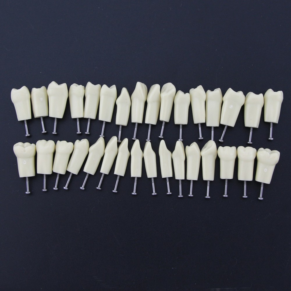 Dental Restorative Typodont Model 32pc Removable Marked Teeth M8014-2 Frasaco