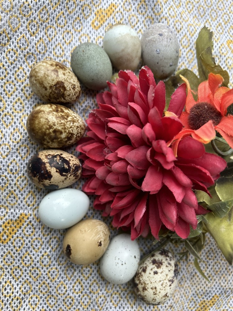 Quail Hens Choice Hatching Eggs