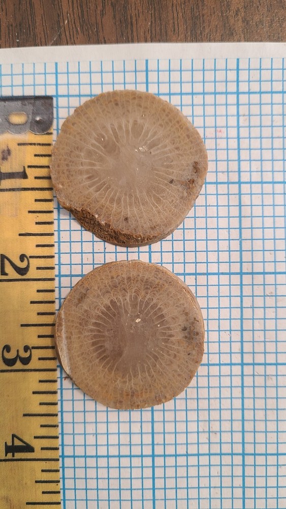 Horn Coral Slab