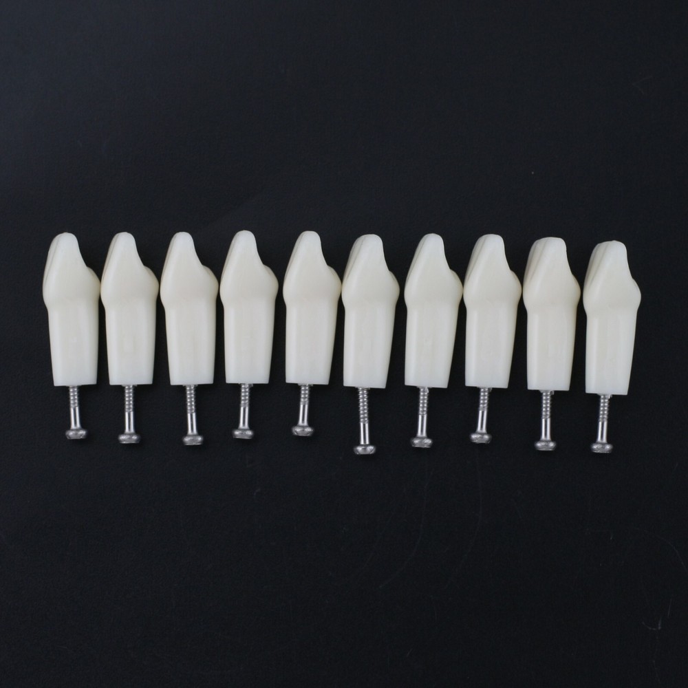 10pcs/lot Individual Replacement Teeth For Frasaco AG-3 32 Teeth Typodont Model