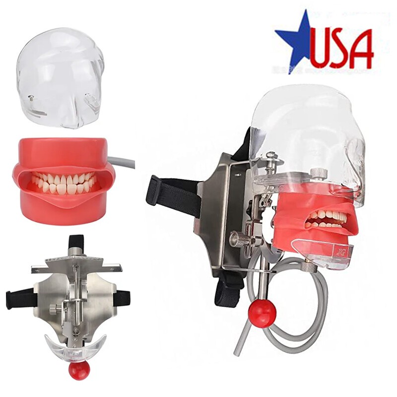 Student Dental Teaching Head Mold Oral Simulation Simple Head Mold Adjustment2pc