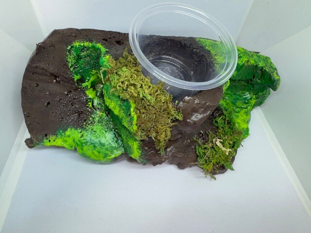 Medium Sub-tropical Magnetic Ledge With 5 Feeder Cups