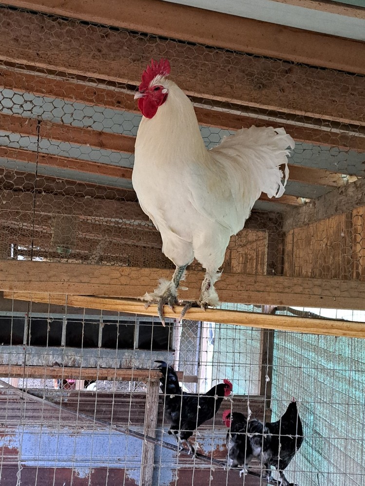 12 White and Splash Croad Langshan Hatching Eggs