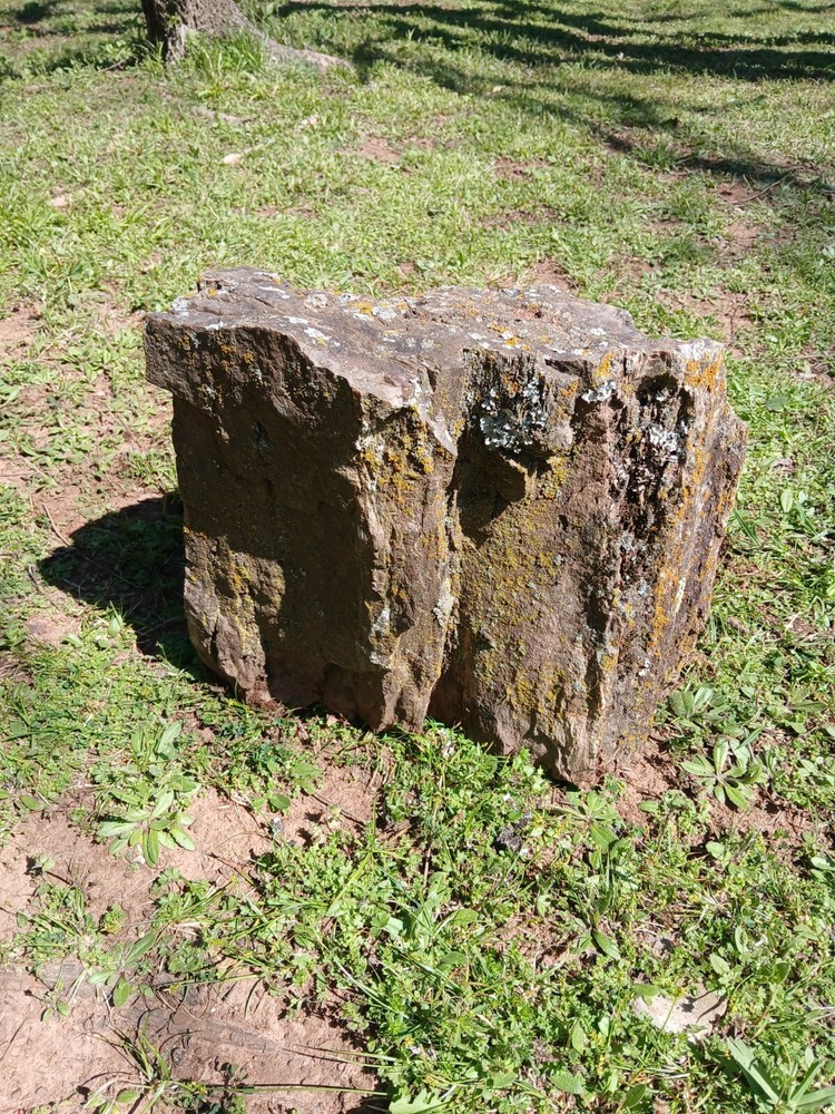 Large Petrified Log