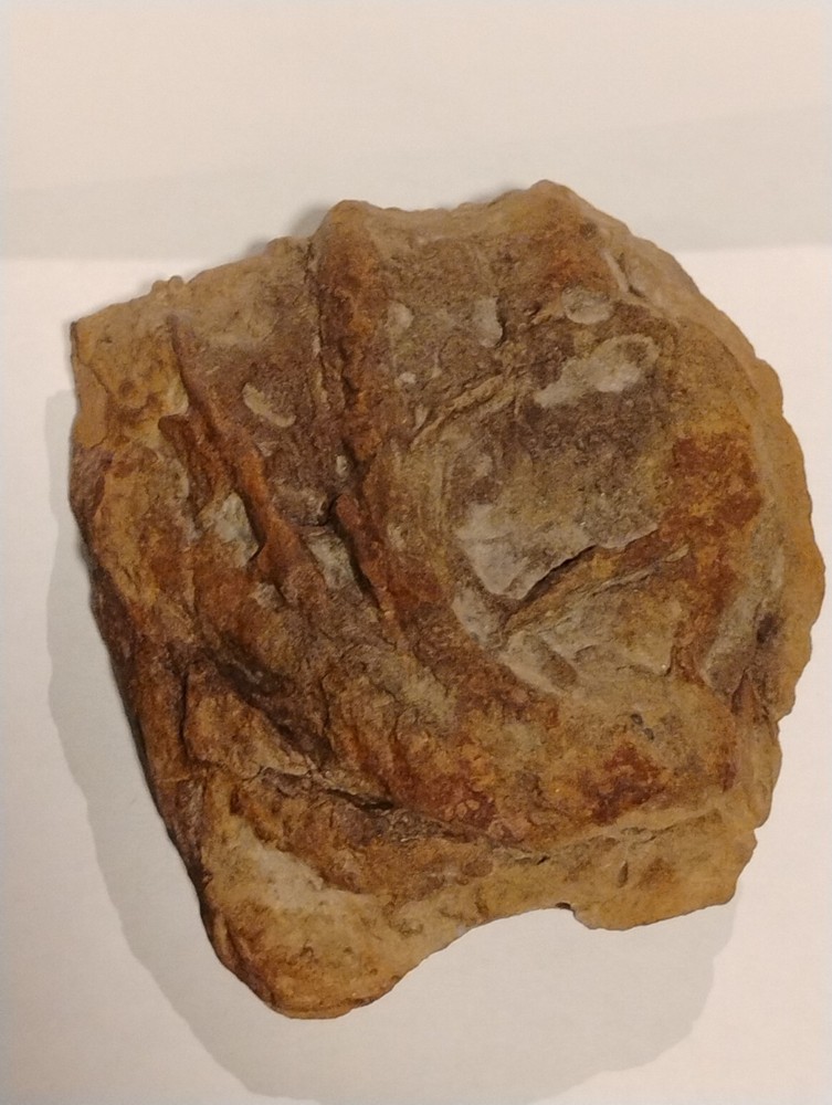 Prehistoric Fossil Specimen 100% Authentic