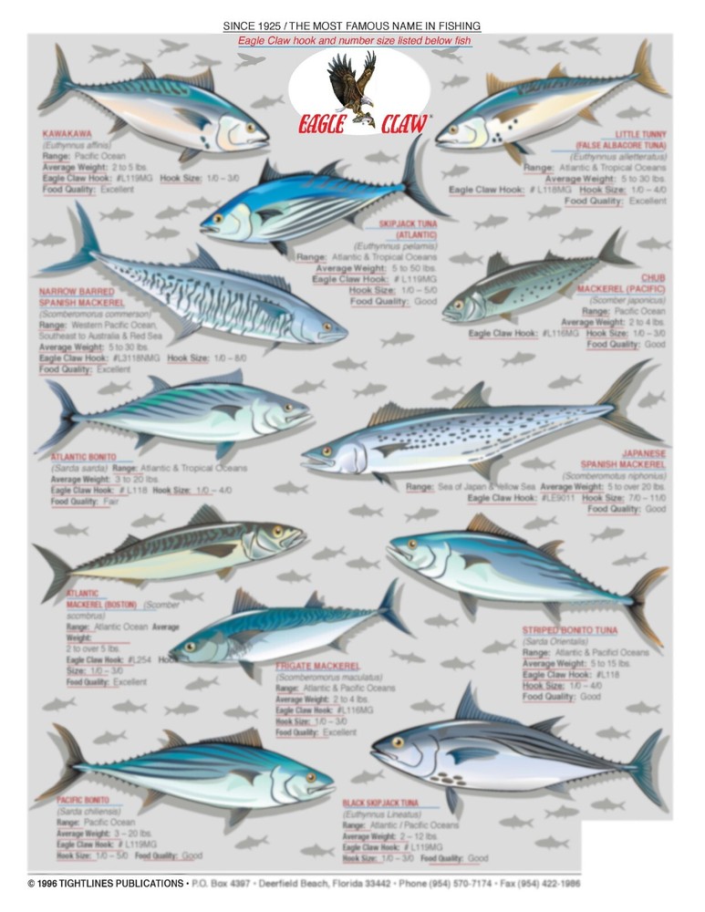 Tuna & Mackerel Fish Identification - Quick Reference Guide