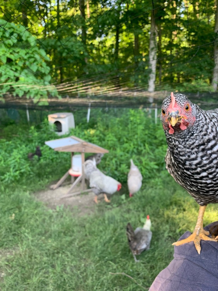 Fertilized Chicken Eggs for Hatching - One Dozen eggs - Backyard mix