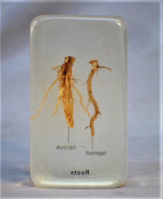 Vintage Root Specimen Preserved in Plastic Block