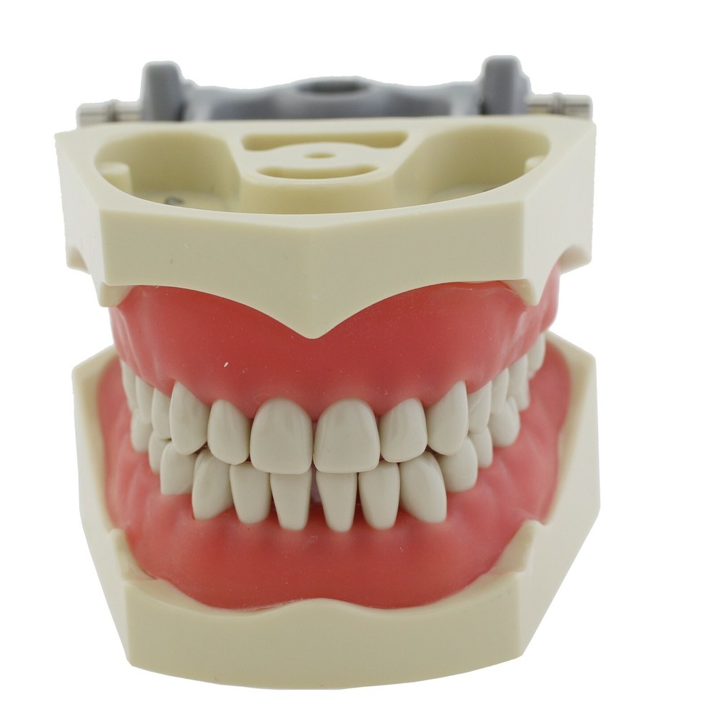 Columbia Dentoform 860 Dental Typodont Model Mounting Pole 32pcs Removable Teeth