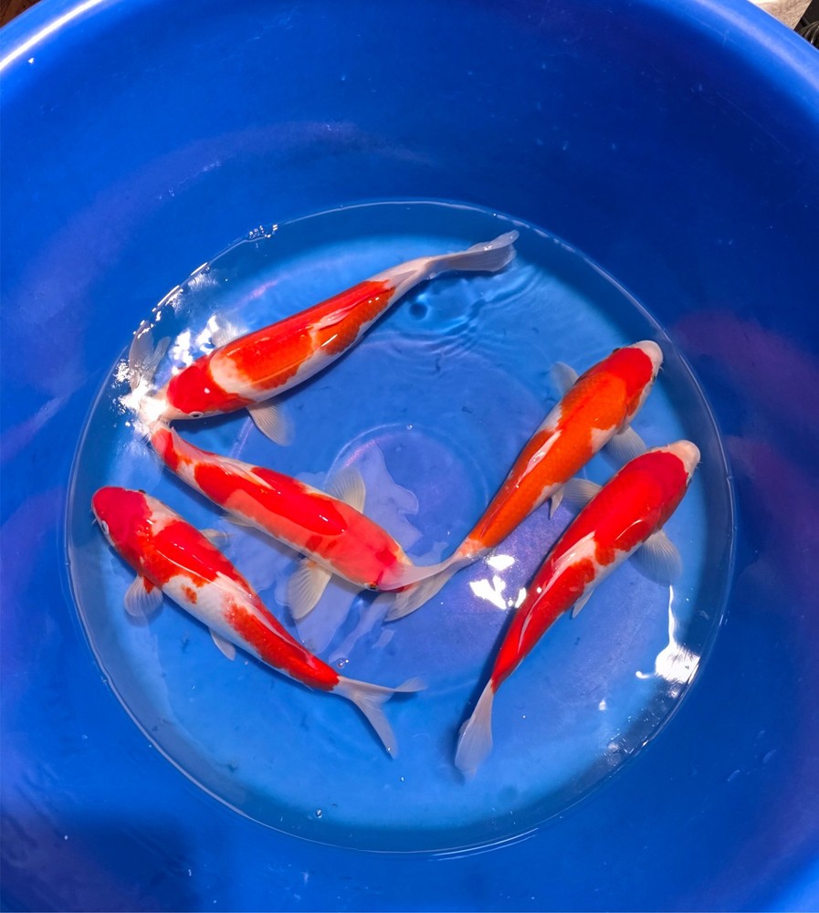 Imported Live Koi Fish - 12" Marusei Kohaku