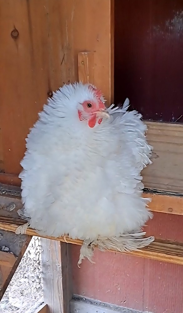 1 Dozen Bantam Cochin Hatching Eggs