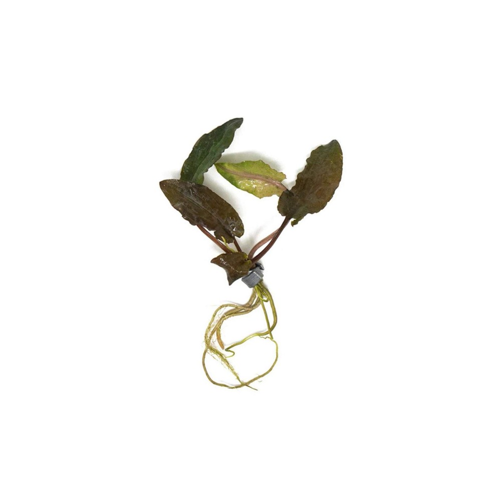 Cryptocoryne Wendtii Brown Bare Root