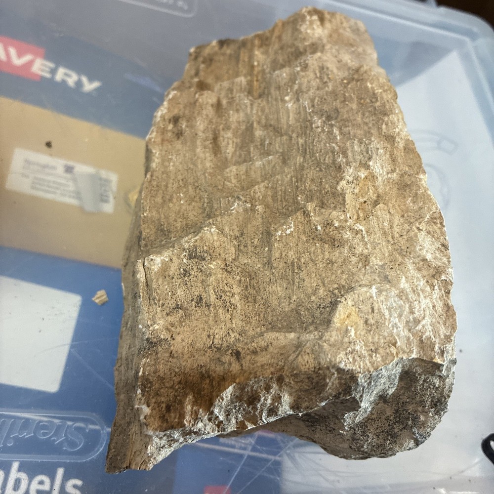 petrified wood rough