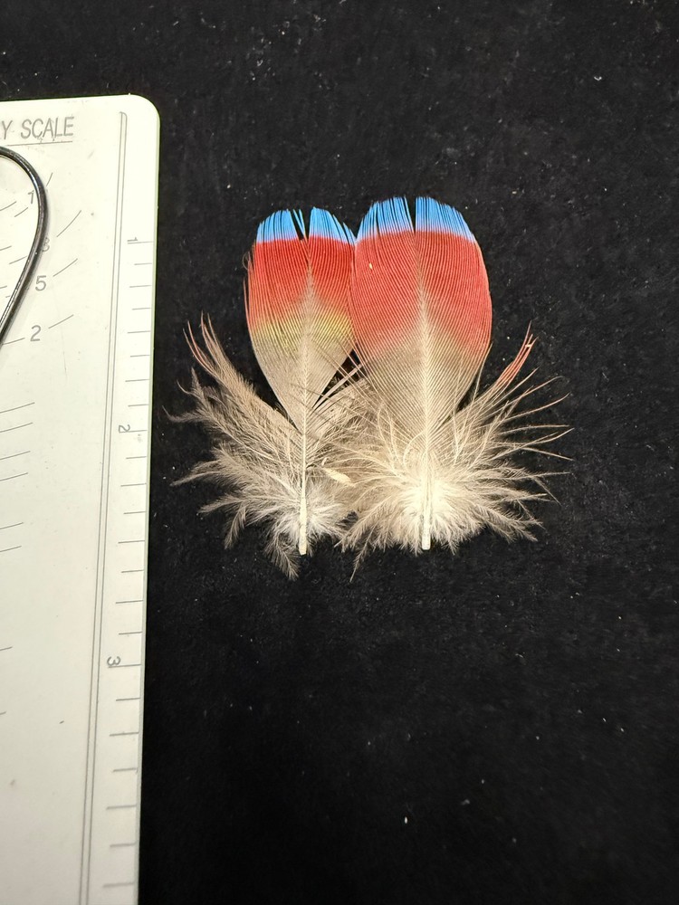 Hawk Headed Parrot Feathers
