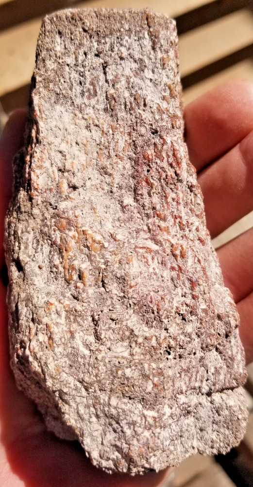 Agatized Dinosaur Gem Bone Natural Multicolor Cell Polished 543g Specimen Displa