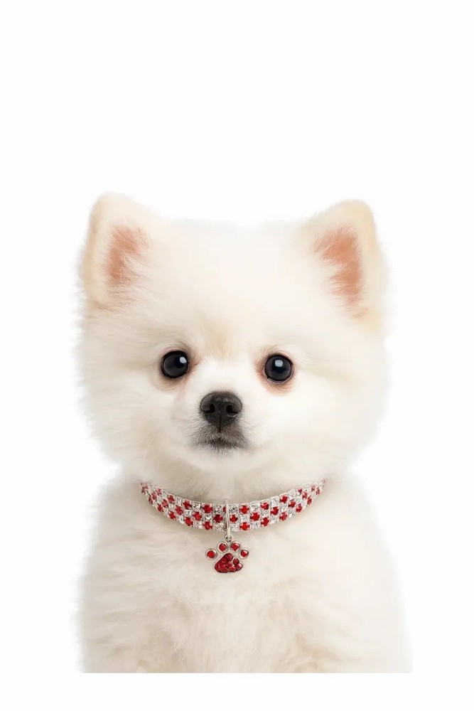 Dog Collar with Red Dimond for Small & Medium Dog