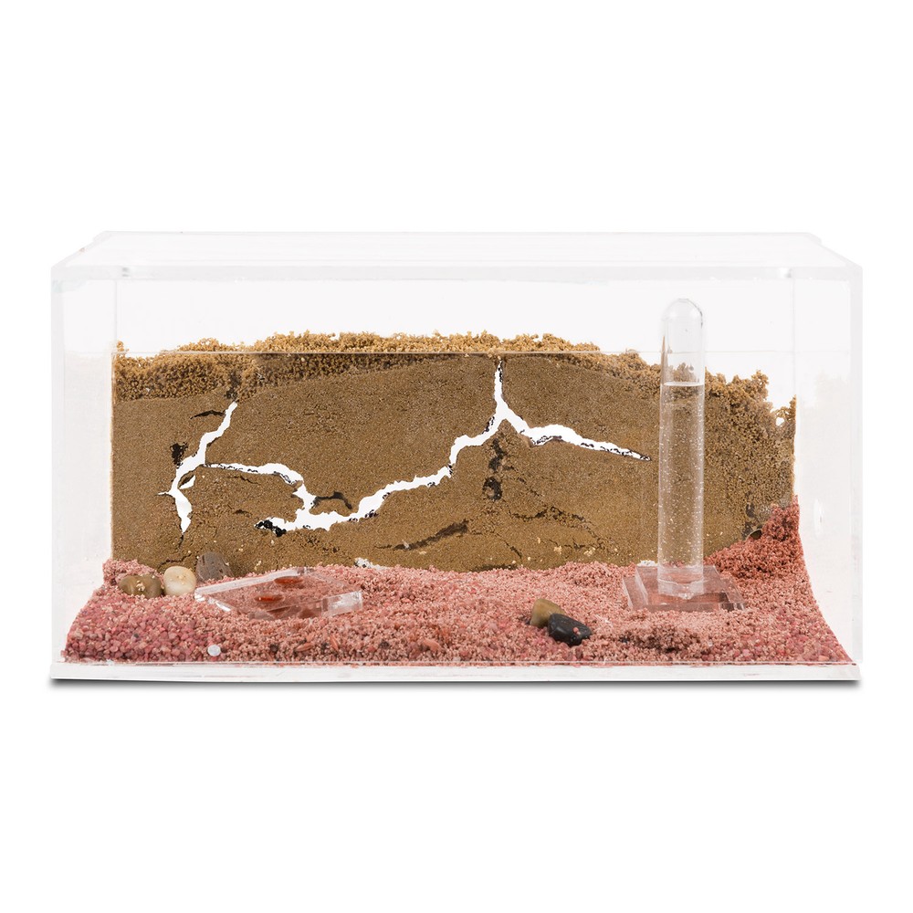 Sand Ant Farm(Anthill, Formicarium, Educational, Ants)